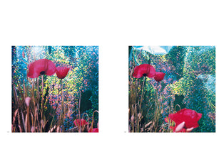 A two-panel photograph shows vibrant red poppies and tall grasses against a surreal, shimmering backdrop. The background glitters with an iridescent texture of blue, green, and yellow, creating a stark, dreamlike contrast with the natural flowers in the foreground.