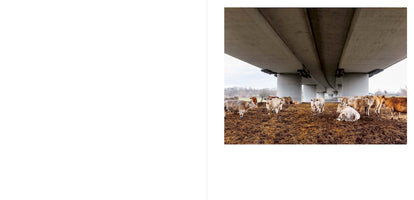A photograph on the right side of a white page shows a herd of light-colored cows taking shelter on muddy, straw-covered ground beneath a large concrete overpass. Several cows stand while one lies down, all positioned under the massive bridge supported by thick, round pillars. A rural landscape with trees is visible in the distance under an overcast sky.