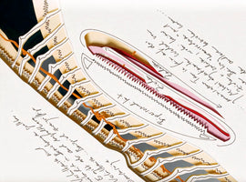 An abstract, mixed-media artwork on a white background, resembling a scientific diagram. The piece features two main diagonal forms: one is a complex, layered cutout in beige, gray, and black, threaded with an orange line, and the other is an elongated oval containing a pink, serrated object. The entire composition is overlaid with handwritten notes in black ink.