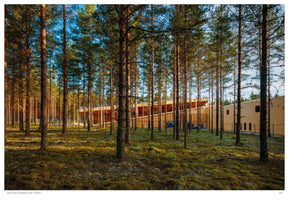A modern timber building with an angular, sloping roof is seen through a dense forest of tall, slender pine trees. The viewpoint is from the moss-covered forest floor, with warm sunlight filtering through the trees and illuminating the scene.