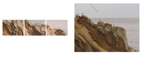 A composite image with two parts. On the right is a wide shot of several seagulls on a weathered, honeycombed rock formation by the sea under a gray sky, with one bird blurred in flight. On the left is a triptych of three vertical panels showing close-up details of the same scene.