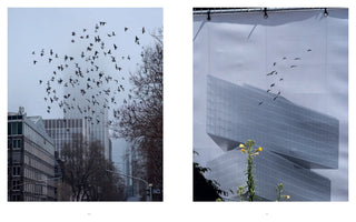 A two-panel photograph. On the left, a large flock of birds flies through a city with modern glass buildings and bare trees under a grey, overcast sky. On the right, a close-up shows a large banner depicting an angular, modern building with a smaller flock of birds, while a real plant with yellow flowers grows in the foreground.