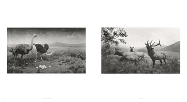 A black-and-white two-page spread from a book, displaying two photographs of animal dioramas. On the left, two ostriches stand over a clutch of eggs in a savanna. On the right, a large bull elk with prominent antlers bugles while surrounded by several female elk in a mountainous landscape.