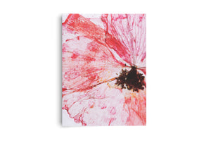 A book cover on a white background, featuring a macro photograph of a translucent, pressed pink and red flower petal with visible veins and a dark, textured center. White text is overlaid on the image, reading: Texts by Nathalie Herschdorfer, Danaé Panchaud, Chiara Agradi.