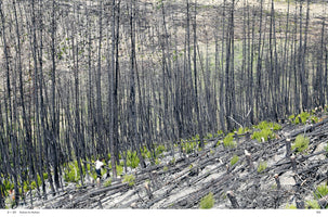 A person walks up a steep, fire-ravaged hillside littered with fallen, charred logs. In the background, a dense forest of blackened, leafless tree trunks stands against a pale sky. Patches of vibrant green foliage sprout from the ashen ground, signaling new growth and recovery.