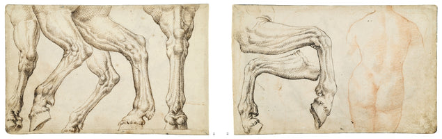 Two sheets of Renaissance-style anatomical drawings on aged paper. The left sheet and part of the right sheet contain highly detailed pen-and-ink studies of the musculature of horse legs and hooves. The right sheet also features a softer, red chalk study of a nude male torso and back.