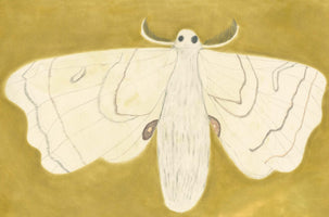 A hand-drawn illustration of a large, fluffy white moth against a solid olive-green background. The moth's cream-colored wings are spread out, showing delicate grey line patterns and a small brown eyespot on each lower wing. It has large, feathery antennae and simple black eyes.