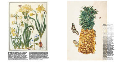 A two-page book spread with German text and two historical, colored botanical illustrations by Maria Sibylla Merian. The left page shows a detailed drawing of yellow and white daffodils with a moth and a caterpillar. The right page features a large, ripe pineapple with its green crown, surrounded by butterflies and other insects.