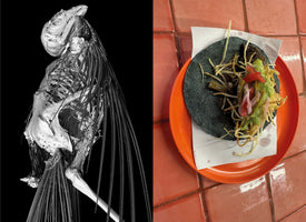 A diptych image. On the left is a black and white 3D scan of a bird, showing its detailed skeleton and feathers against a black background. On the right is a top-down photo of a blue corn taco with fried potato sticks and guacamole on an orange plate, set on red tiles.