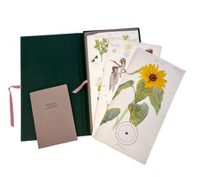 An open, dark green portfolio with a pink ribbon tie holds several botanical watercolor prints by Hilma af Klint. A taupe booklet titled HILMA af KLINT Flora rests against it. The prints, fanned out, show various plants, with a large yellow sunflower featured prominently on the top page against a white background.