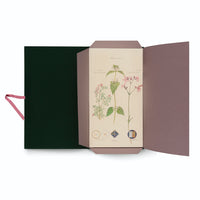A portfolio with a dark green cover and mauve interior is opened to reveal a vintage botanical illustration. The artwork, on off-white paper, features three distinct plants with pink and white flowers and green leaves, accompanied by cursive handwriting. Below the plants are four small, labeled diagrams. A pink ribbon tie extends from the left side of the portfolio, which is set against a plain white background.