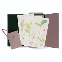 An open portfolio box in dark green and dusty rose displays several botanical art prints by Hilma af Klint. The watercolor illustrations show detailed studies of plants, flowers, and their root systems. A small dusty rose booklet titled HILMA af KLINT Flora leans against the box.